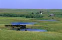 Cattle at a watering hole on farmland in South Dakota.
