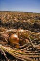 Harvested onions lay on the soil to dry before storage in Canyon County, Idaho, USA.