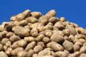 Newly harvested Shepody Potatoes in Canyon County, Idaho, USA.
