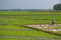 Vietnamese farmer watering rice paddy fields by hand near Tay Ninh, Vietnam.