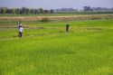 Rice paddy fields near Tay Ninh, Vietnam.