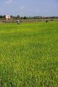 Rice paddy fields near Tay Ninh, Vietnam.