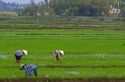 Vietnamese farmers tend to a rice paddy near Hoi An, Vietnam.