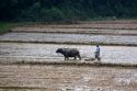 Water buffalo tilling rice paddies north of Hue, Vietnam.