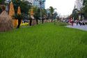 Rice paddie landscaping is part of the Tet Lunar New Year celebration in Ho Chi Minh City, Vietnam.