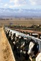 Cattle on a feedlot in Grand View, Idaho, USA.