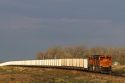 BNSF Railway freight train hauling coal cars near Ft. Morgan, Colorado, USA.