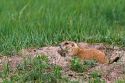 Black-Tailed Prairie Dog in the tall grass prairie of South Dakota, USA.