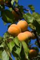 Ripe apricots grow on the tree in Oregon, USA.