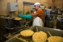 Worker grinding corn kernels at a tortilla processing factory located in Caldwell, Idaho, USA.