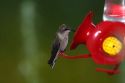 Caliope Hummingbird drinking from a feeder in Boise, Idaho, USA.