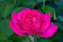Hot pink colored tea rose bloom in Boise, Idaho, USA.