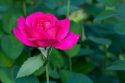 Hot pink colored tea rose bloom in Boise, Idaho, USA.