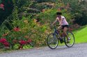 Bicyclist riding past a flower garden near Siquirees, Limon province, Costa Rica.