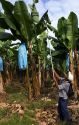 Worker pruning banana plants on a plantation near Siquirees, Limon province, Costa Rica.