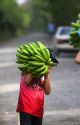 Costa Rican boy carrying a newly harvested bunch of bananas near Siquirees, Limon province, Costa Rica.