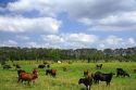 Cattle graze on farmland near Aguas Zarcas, Costa Rica.