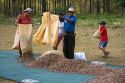 Costa Rican workers dry teak seed pods on a  plantation near Tamarindo, Costa Rica.