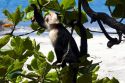 White-headed capuchin monkey in the Manuel Antonio National Park in Puntarenas province, Costa Rica.