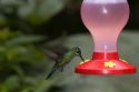 Calliope hummingbird at the Selvatura Adventure Park located in the Cloud Forest of Monteverde, Costa Rica.