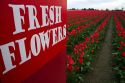 Produce stand sign and show garden of spring-flowering tulip bulbs in Skagit Valley, Washington, USA.