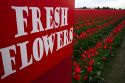 Produce stand sign and show garden of spring-flowering tulip bulbs in Skagit Valley, Washington, USA.