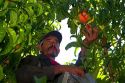 Migrant worker harvesting peaches in southwest Idaho, USA.