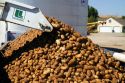 Newly harvested russet potatoes being loaded onto a truck for transport in Canyon County, Idaho, USA.