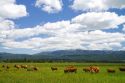 Cattle graze in a pasture near Cascade, Idaho.