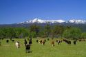 Cattle graze in Valley County, Idaho, USA.