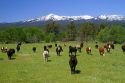 Cattle graze in Valley County, Idaho, USA.