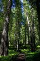 Cedar tree grove along US-12 in Northern Idaho, USA.