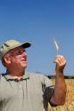 Farmer checking wheat crop for harvest time in Canyon County, Idaho, USA. MR