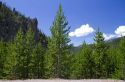 Naturally reseeded lodge pole pines 23 years after the wildfire of 1988 in Yellowstone National Park, Wyoming, USA.