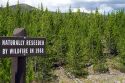 Naturally reseeded lodge pole pines 23 years after the wildfire of 1988 in Yellowstone National Park, Wyoming, USA.