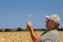 Farmer checking wheat crop for harvest time in Canyon County, Idaho, USA. MR