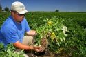 Farmer checking Idaho russet potato growth in Canyon County, Idaho, USA.