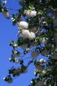 The seeds of a cottonwood poplar tree in Boise, Idaho, USA.