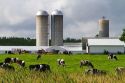 Dairy cows and farm near Taylor County, Wisconsin, USA.
