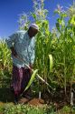 Somali refugee working at a community garden in Bosie, Idaho, USA.