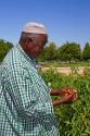 Somali refugee working at a community garden in Bosie, Idaho, USA.
