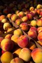 Newly harvested peaches on a farm in Canyon County, Idaho, USA.