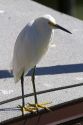 A snowy egret in Tampa, Florida, USA.