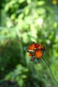 Orange Hawkweed wildflower in the Upper Peninsula of Michigan, USA.