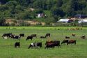 Dairy cows graze on farmland near Tillamook, Oregon, USA.