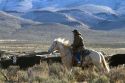Native american indian cowboy herding cattle near McDermitt, Nevada, USA.
