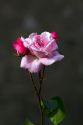 The bloom of a pink rose near Angouleme in southwestern France.
