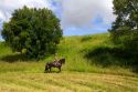 French woman riding her horse on a farm near Angouleme in southwestern France.