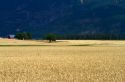 Ripe wheat field near Kalispell, Montana, USA.