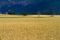 Ripe wheat field near Kalispell, Montana, USA.